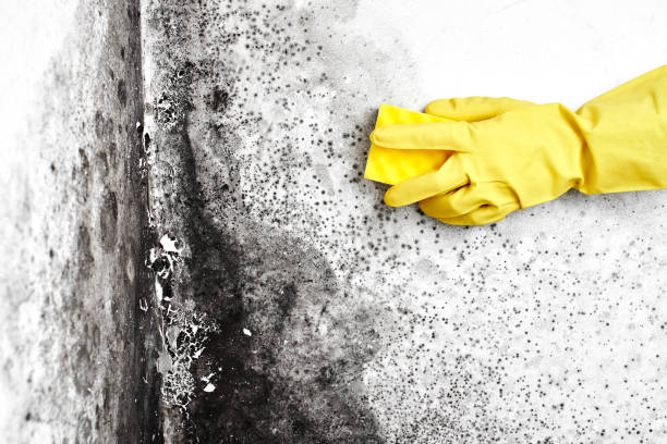 Best Mold Damage Repair  in Yorktown, TX