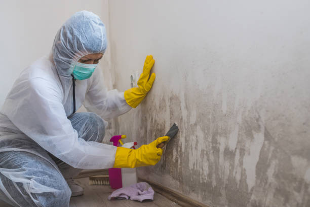 Best Attic Mold Removal  in Yorktown, TX