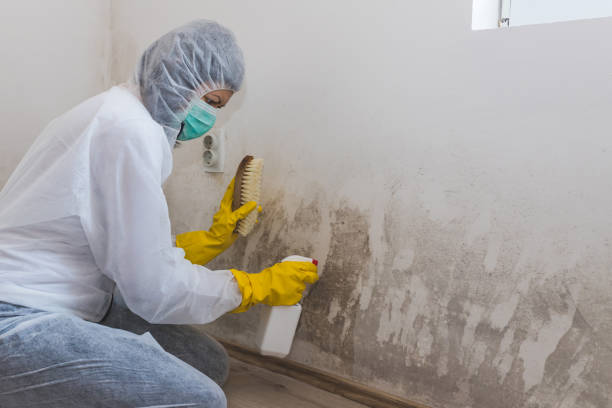 Best Mold Removal Company Near Me  in Yorktown, TX