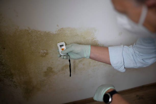 Best Emergency Mold Removal  in Yorktown, TX